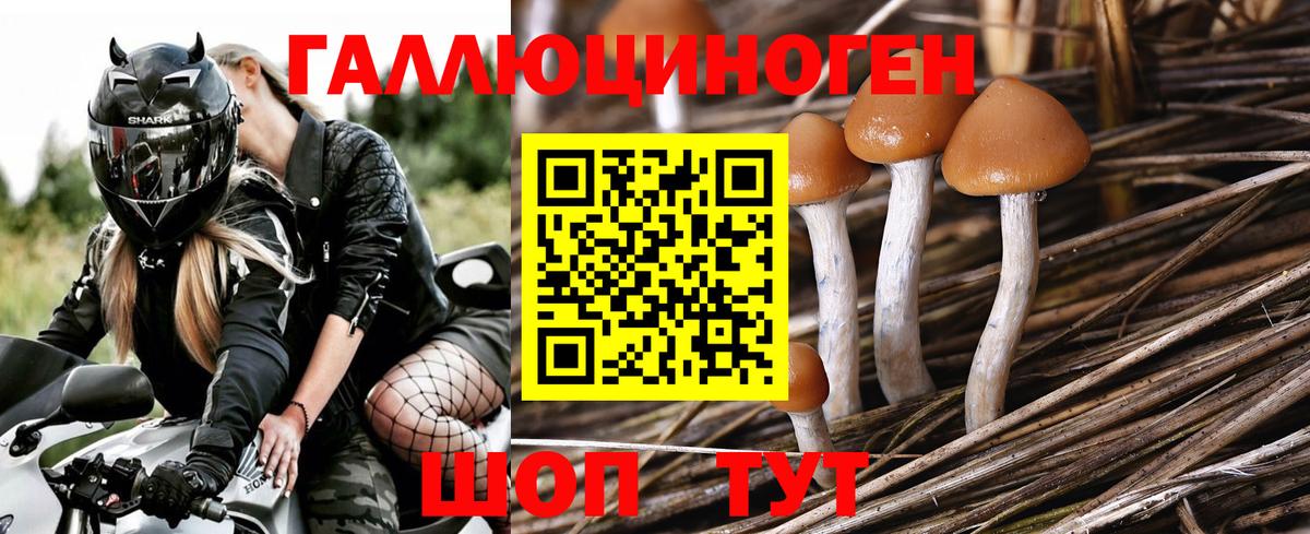 Псилоцибиновые грибы GOLDEN TEACHER Октябрьский